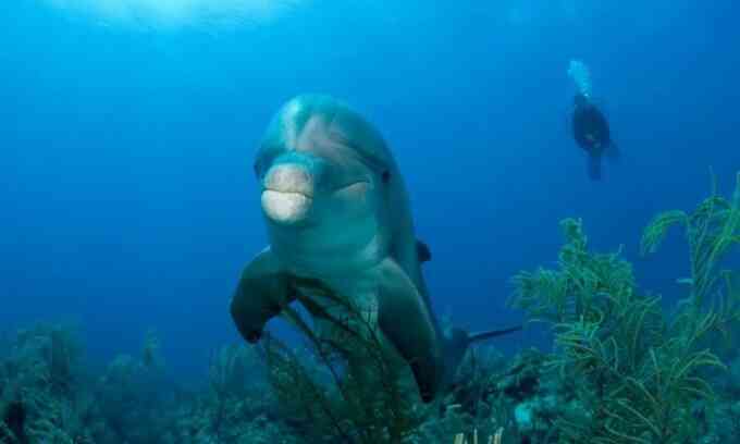 Cá heo mũi chai dùng san hô để trị viêm da