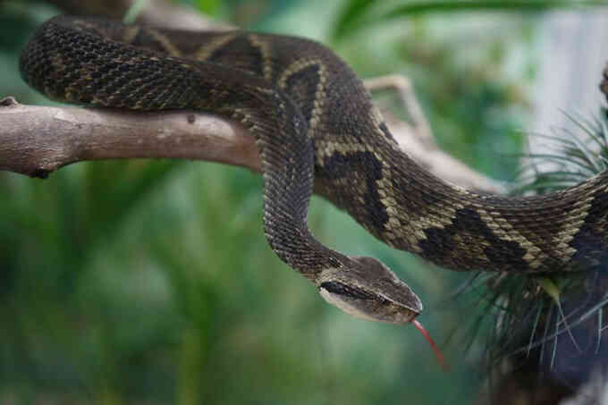 Tìm ra chất vô hiệu hóa nọc độc rắn viper trong trái cây