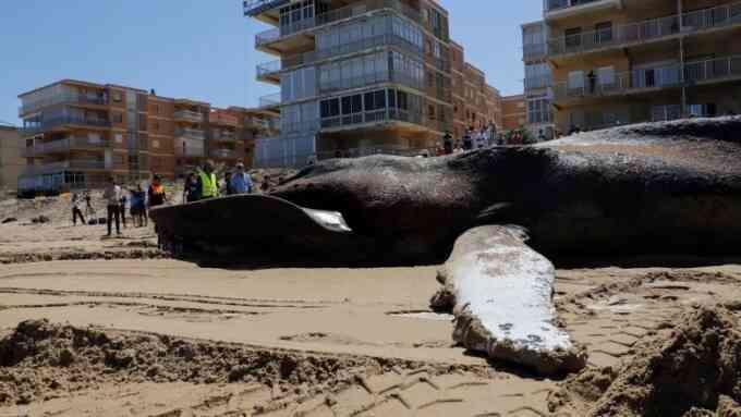 Cá voi lưng gù 25 tấn chết do mắc cạn
