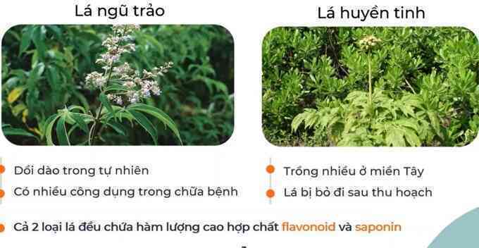 Sinh viên làm dịch chiết diệt côn trùng từ lá cây