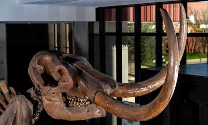 Hóa thạch voi răng mấu bị tình địch đâm thủng sọ