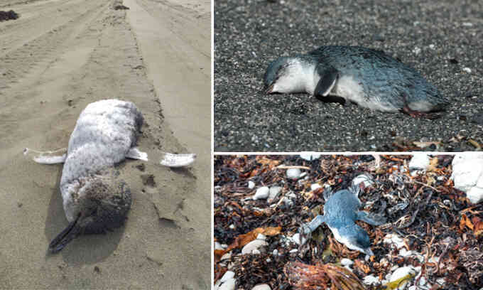 Chim cánh cụt chết hàng loạt không rõ nguyên nhân