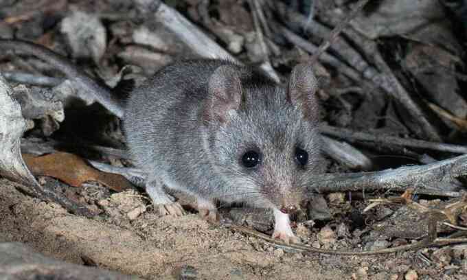 Chuột có túi quý hiếm sắp tuyệt chủng
