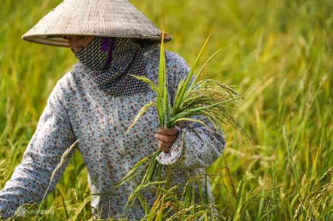Lúa ma xuất hiện ở Hà Nam do lai tạp giống