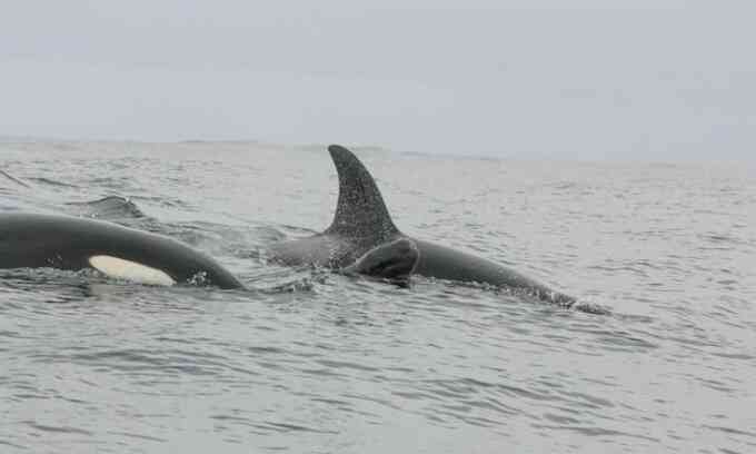 Đàn cá voi sát thủ nuôi cá voi phi tiêu non