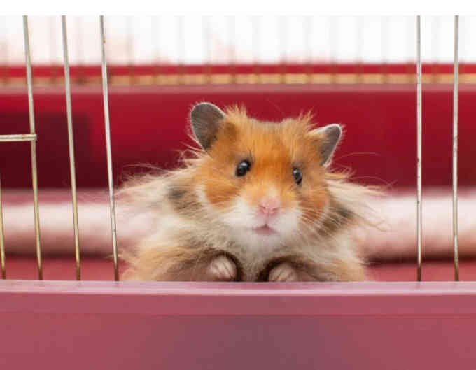 Chuột hamster hung dữ và tranh cãi về biến đổi gene động vật