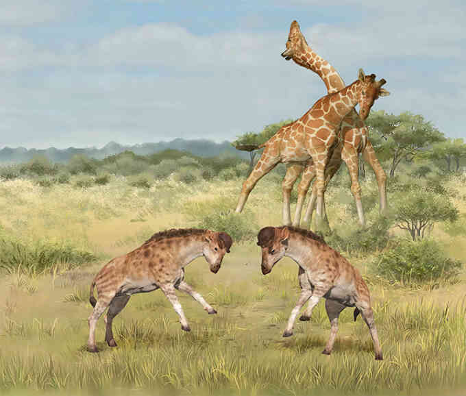 Hóa thạch tiết lộ họ hàng cổ ngắn của hươu cao cổ