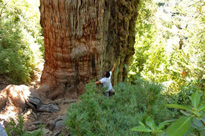 Đo tuổi cây già nhất thế giới