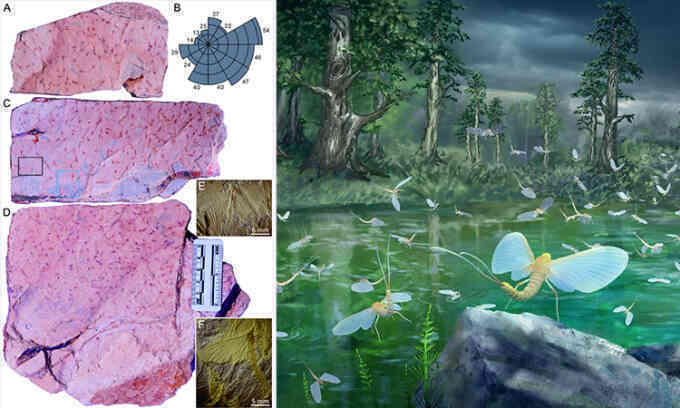 Phát hiện hành vi giao phối bầy đàn ở côn trùng