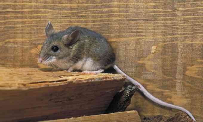 Biến đổi khí hậu khiến chuột sinh sôi mạnh hơn