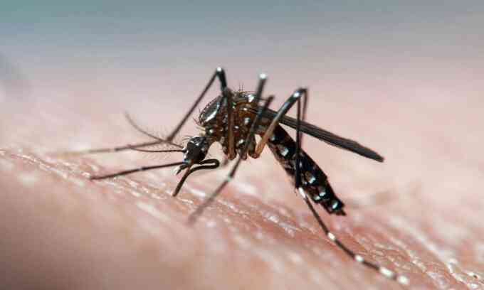 Vì sao muỗi ưa đốt người mắc bệnh sốt xuất huyết