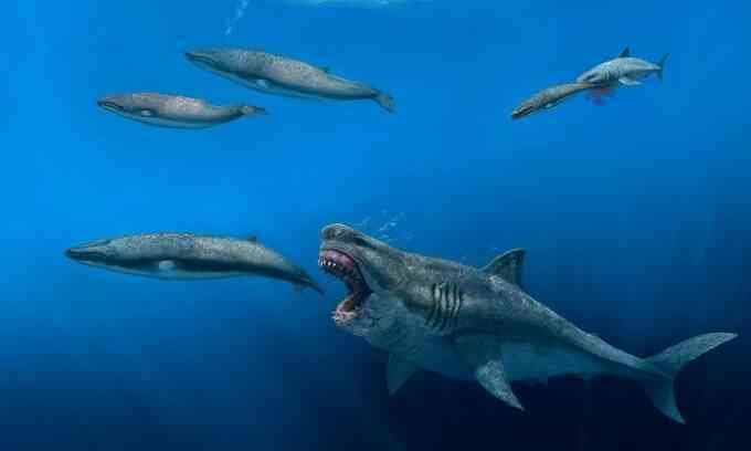Cá mập megalodon có thể ăn thịt cá voi sát thủ