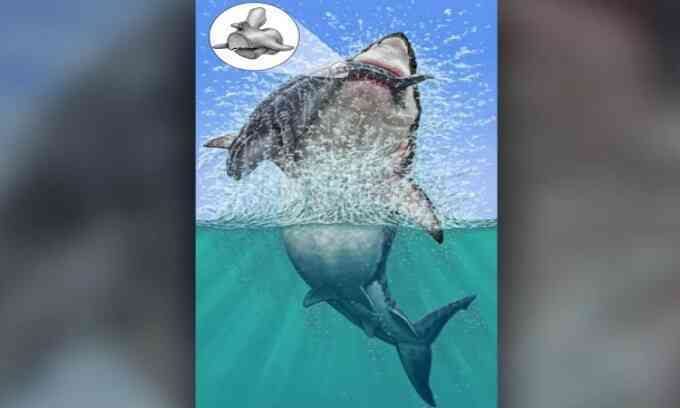 Hóa thạch cá voi bị quái vật megalodon ngoạm gãy lưng
