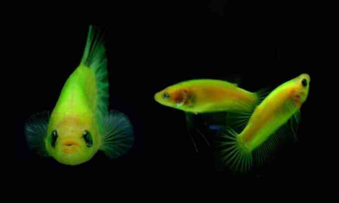 Thái Lan ra lệnh tiêu diệt cá biến đổi gene
