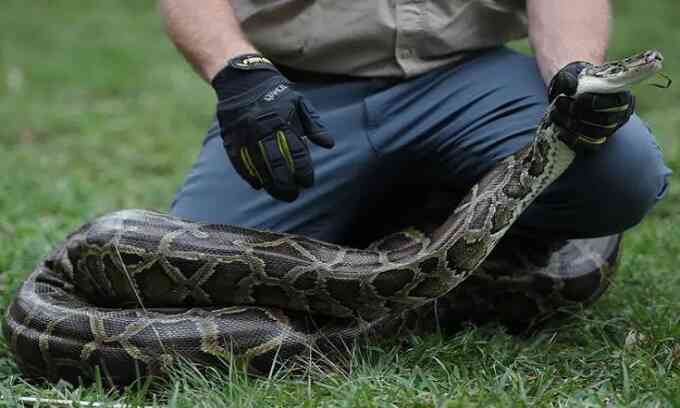 Công cuộc săn lùng trăn Miến Điện xâm hại ở Florida