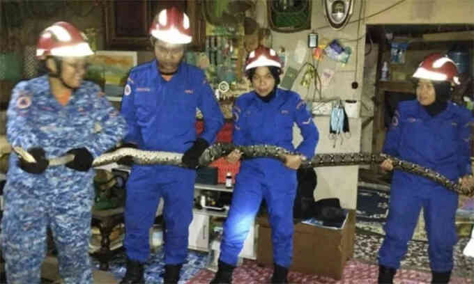 Trăn gấm nặng 8 kg rơi qua trần nhà dân