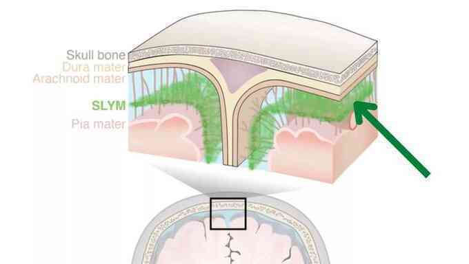 Phát hiện cấu trúc hoàn toàn mới trong não người - 1