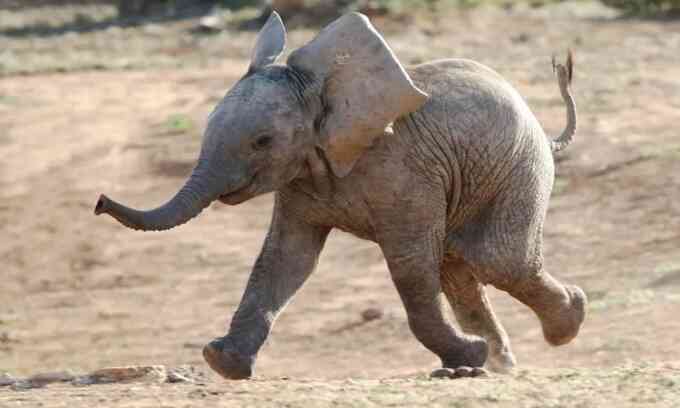 Con voi hiếm nhất thế giới