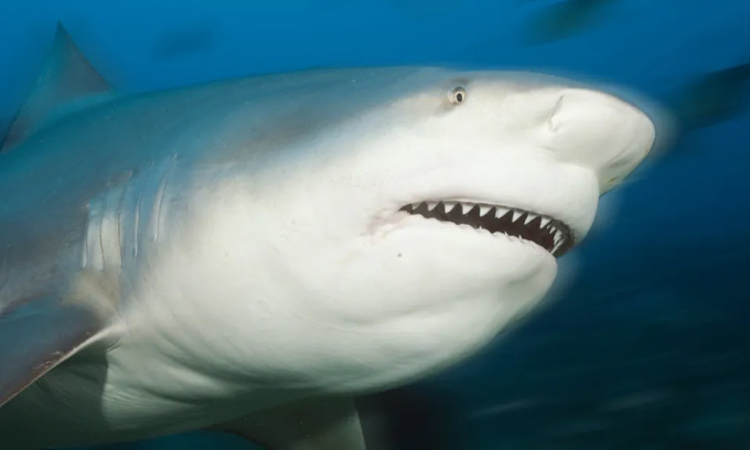 Đàn cá mập bò sống trong hồ sân golf suốt 20 năm