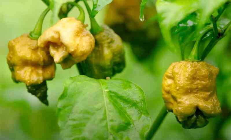 Loại quả xấu xí này là giống ớt cay nhất thế giới - 2