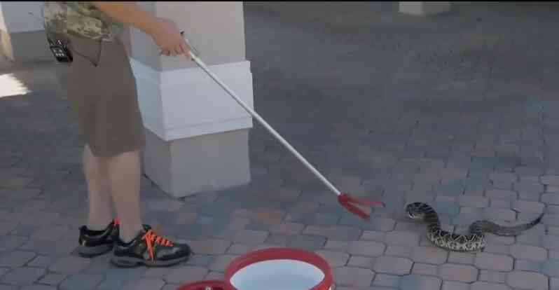 Bé trai 9 tuổi suýt mất mạng vì nhầm rắn đuôi chuông là đồ chơi nhồi bông