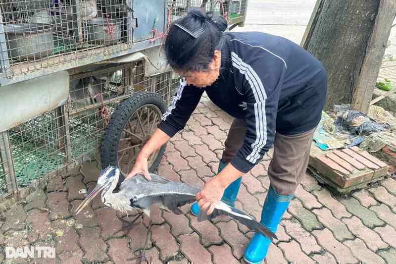 Tận diệt chim trời: Miếng ăn hủy hoại sức khỏe và phá vỡ đa dạng sinh học