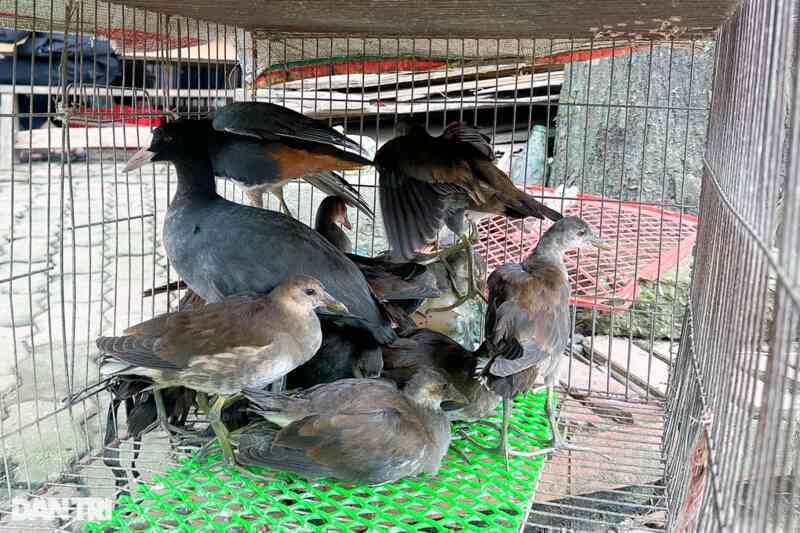 Tận diệt chim trời: Miếng ăn hủy hoại sức khỏe và phá vỡ đa dạng sinh học - 2