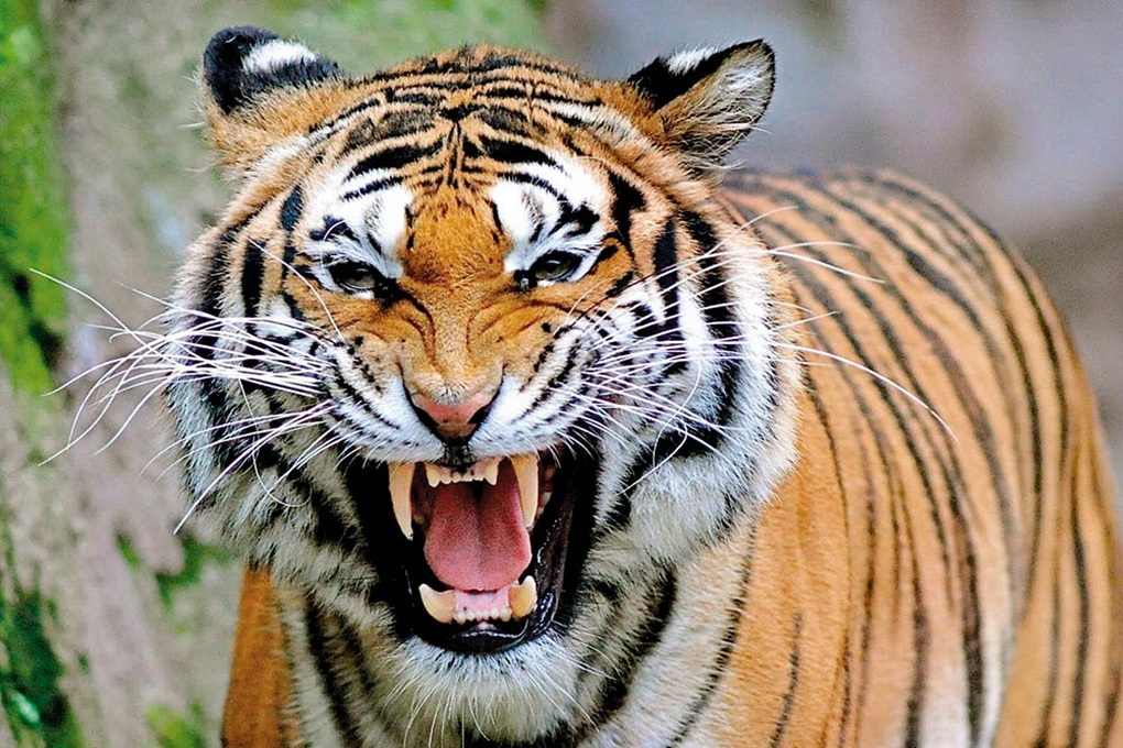 Cô gái bị hổ cắn chết khi đang làm đồng