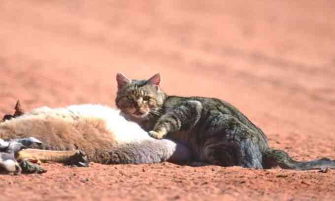 Australia có thể biến đổi gene để tiêu diệt mèo hoang