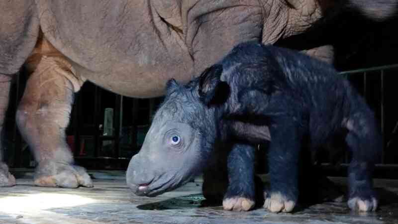 Con tê giác Sumatra non vừa được chào đời tại Indonesia (Ảnh: Bộ Lâm nghiệp và Môi trường Indonesia).