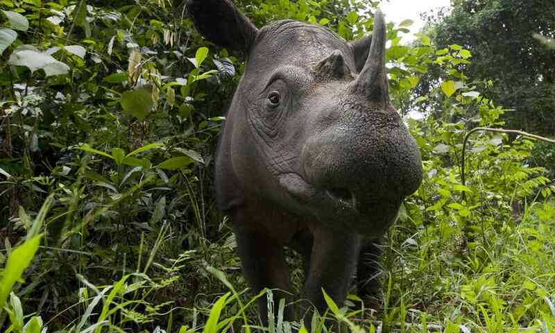 Tê giác Sumatra đang ở tình trạng nguy cấp và có khả năng tuyệt chủng (Ảnh: WWF).