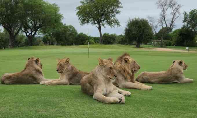Sư tử và báo xâm chiếm sân golf Nam Phi