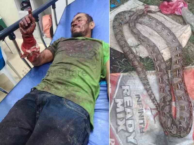 Người đàn ông suýt thiệt mạng khi bị trăn cỡ lớn tấn công