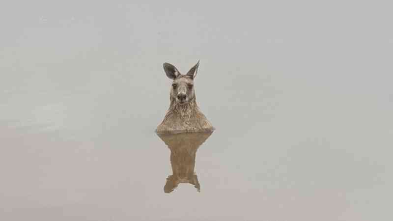 Khoa học giải thích mối thù giữa kangaroo và chó - 1
