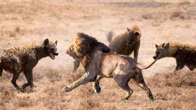 Sư tử tả xung hữu đột chống đỡ cơn giận giữ của bầy linh cẩu