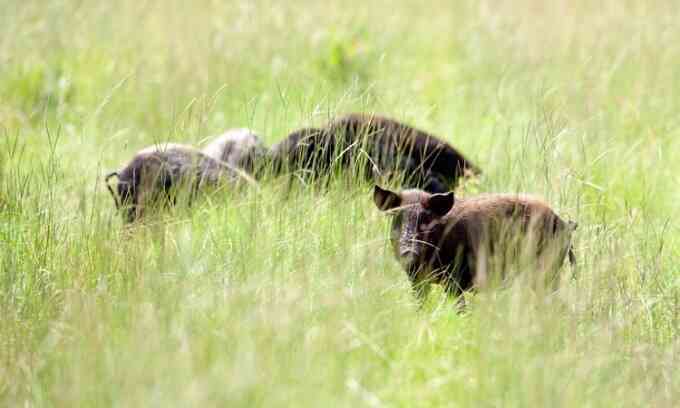 Lợn hoang xâm hại mùa màng nước Mỹ