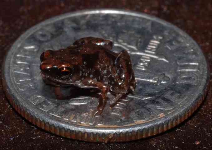 Ếch Paedophryne amanuensis nhỏ hơn cả kích thước của một đồng xu của Mỹ, có đường kính 18mm (Ảnh: Wikipedia).