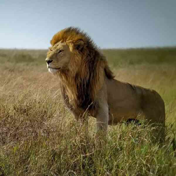 "Vua sư tử" nổi tiếng dũng mãnh của châu Phi bị đồng loại cắn chết