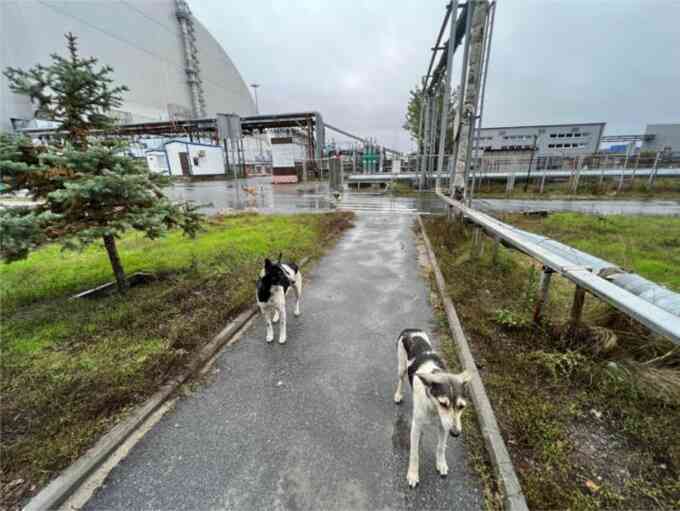 Những con chó sống ở vùng cấm Chernobyl có dị biệt về gene - 2