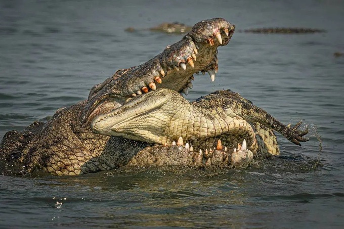 Cá sấu sông Nile khổng lồ tấn công, ăn thịt đồng loại