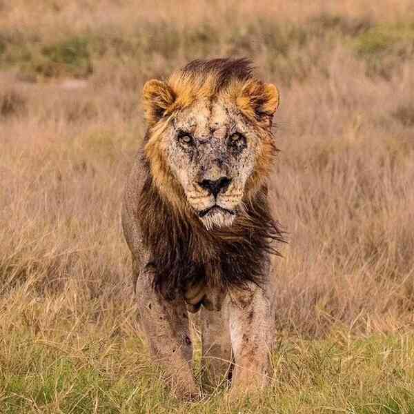 Sư tử đực hoang dã già nhất thế giới vừa bị con người giết chết