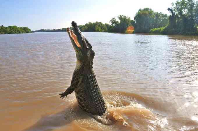 Cá sấu nước mặn là loài cá sấu hung dữ và sẵn sàng tấn công con người để ăn thịt (Ảnh: Flickr).