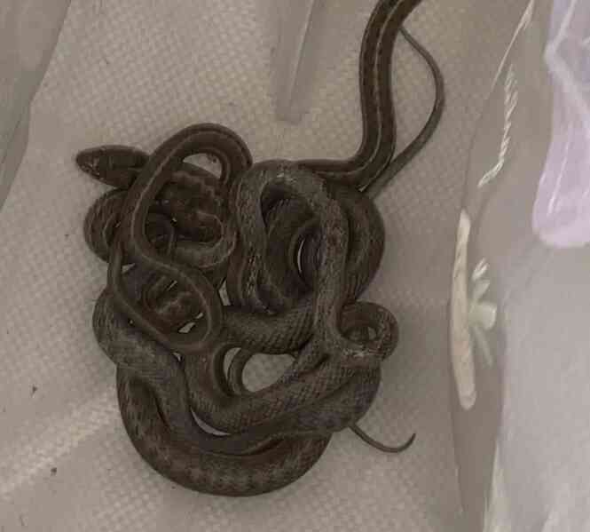 Những con rắn trong nhà Amber Hall là rắn nịt tất, loài rắn không độc nhưng sẵn sàng tấn công con người (Ảnh: KMGH).
