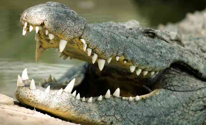 Cạy hàm cá sấu, người đàn ông may mắn sống sót dù bị ngoạm trúng đầu