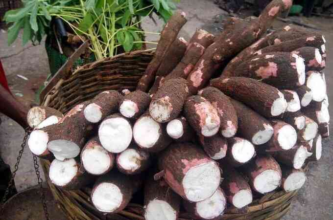 Người Maya cổ đại sống sót qua hạn hán như thế nào? - 2
