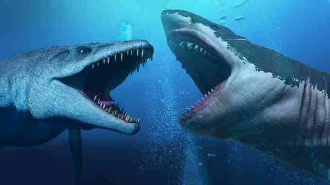 Siêu cá mập Megalodon đối đầu thủy quái Mosasaurus: Loài nào sẽ thắng?
