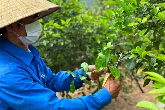 Nông dân sản xuất nước rửa chén từ cốt chanh nhờ công nghệ sinh học - 2