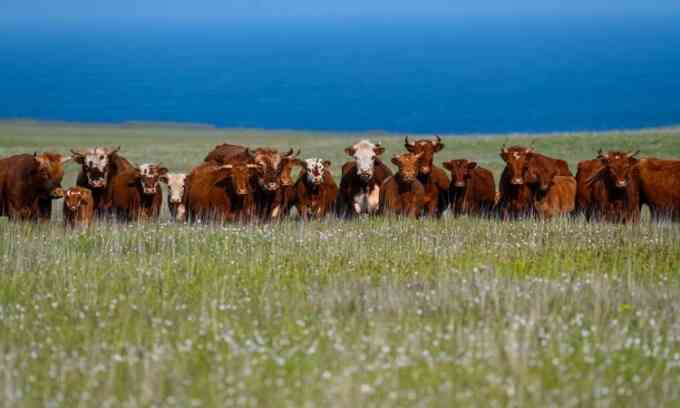 Bò hoang xâm chiếm hòn đảo Alaska