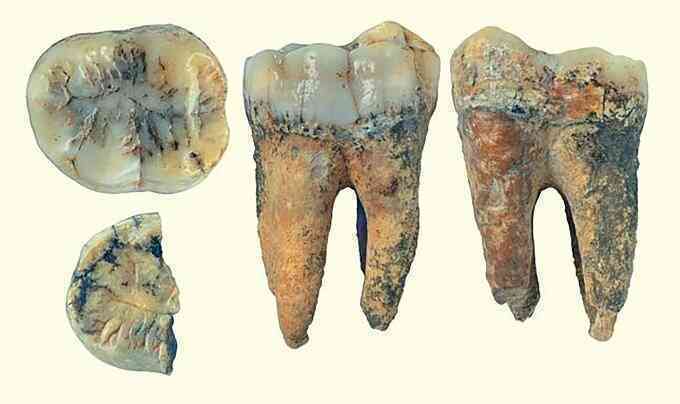 Phát hiện răng loài vượn khổng lồ thời tiền sử tại Thanh Hóa