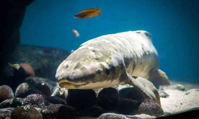Cá già nhất thế giới sống trong thủy cung